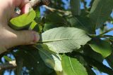 Salix caprea. Листья (видна абаксиальная поверхность). Ленинградская обл., окр. пос. Большая Ижора, побережье Финского залива, граница сухого леймусово-овсяницевого луга на песке и тростниковых зарослей в понижении близ берега речки. 20.08.2023.