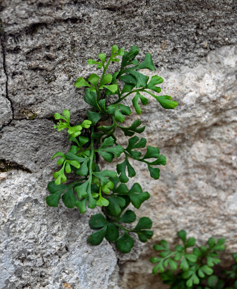 Изображение особи Asplenium ruta-muraria.