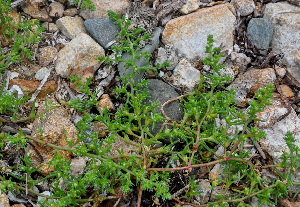 Image of Salsola komarovii specimen.