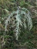 Artemisia absinthium