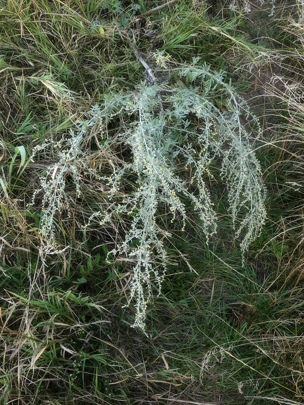 Изображение особи Artemisia absinthium.