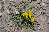 genus Taraxacum