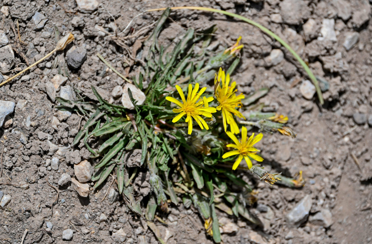 Изображение особи род Taraxacum.