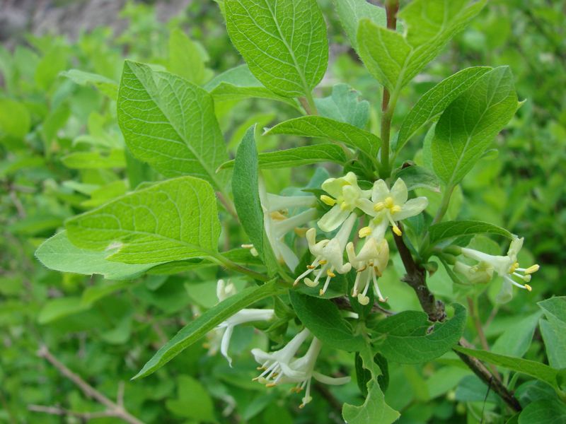 Image of Lonicera bracteolaris specimen.