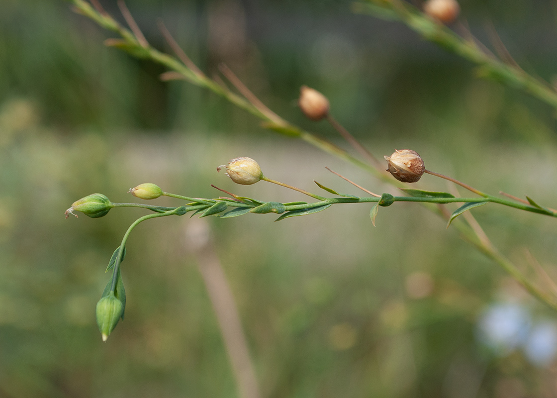 Image of Linum komarovii specimen.