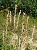 Koeleria glauca. Верхушки побегов с соплодиями. Окр. Барнаула, Барнаульский ленточный бор, опушка соснового леса. 18.08.2009.