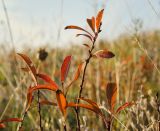 Amygdalus nana. Верхушка веточки с листьями в осенней окраске. Оренбургская обл., Беляевский р-н, Донской сельсовет, Долгие Горы, степной склон. 5 сентября 2023 г.