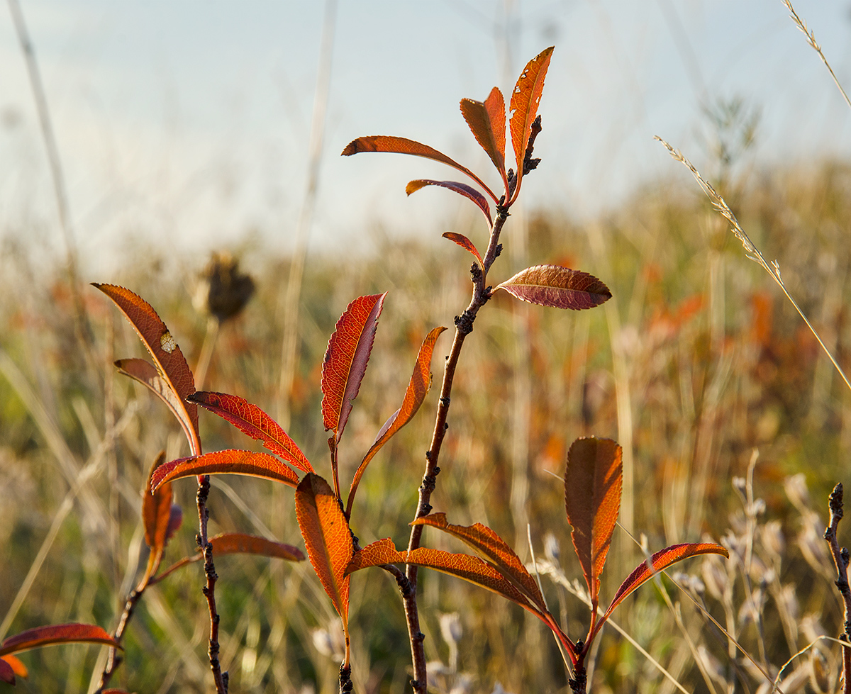 Image of Cerasus fruticosa specimen.