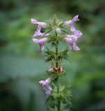 Stachys palustris. Соцветие. Пермский край, г. Пермь, Индустриальный р-н, сырой хвойный лес. 04.08.2023.