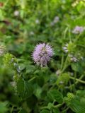 Mentha aquatica. Соцветие. Краснодарский край, городской округ Сочи, Центральный р-н, Мамайский лесопарк, сырое, затемненное место. 12.09.2021.