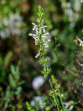 Stachys pubescens. Верхушка побега с соцветием с цветками и плодами. Чечня, Итум-Калинский р-н, окр. с. Ведучи, ≈ 1500 м н.у.м., луговой склон. 27.07.2022.