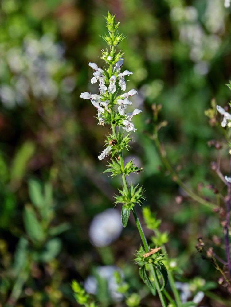 Image of Stachys pubescens specimen.