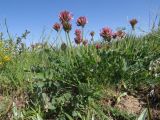 Astragalus platyphyllus