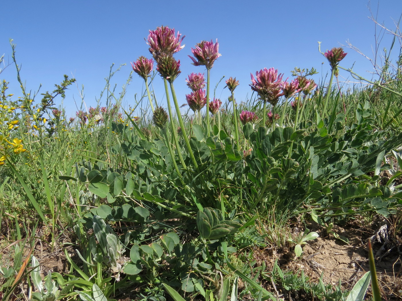 Image of Astragalus platyphyllus specimen.