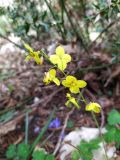 Epimedium colchicum. Соцветие. Краснодарский край, городской округ Сочи, Адлерский р-н, окр. с. Казачий Брод, широколиственный лес, рядом с обрывом. 01.03.2024.