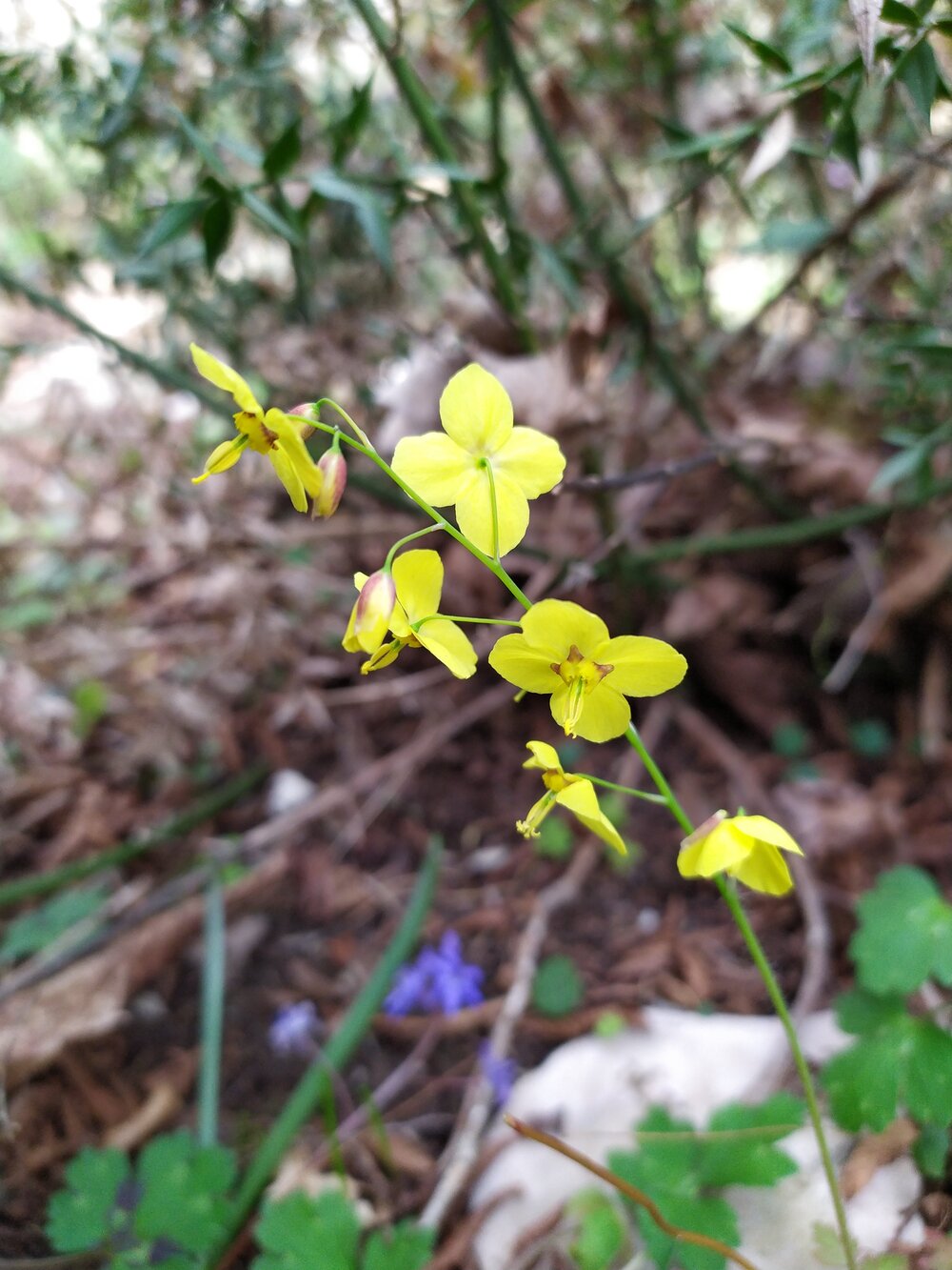 Image of Epimedium colchicum specimen.
