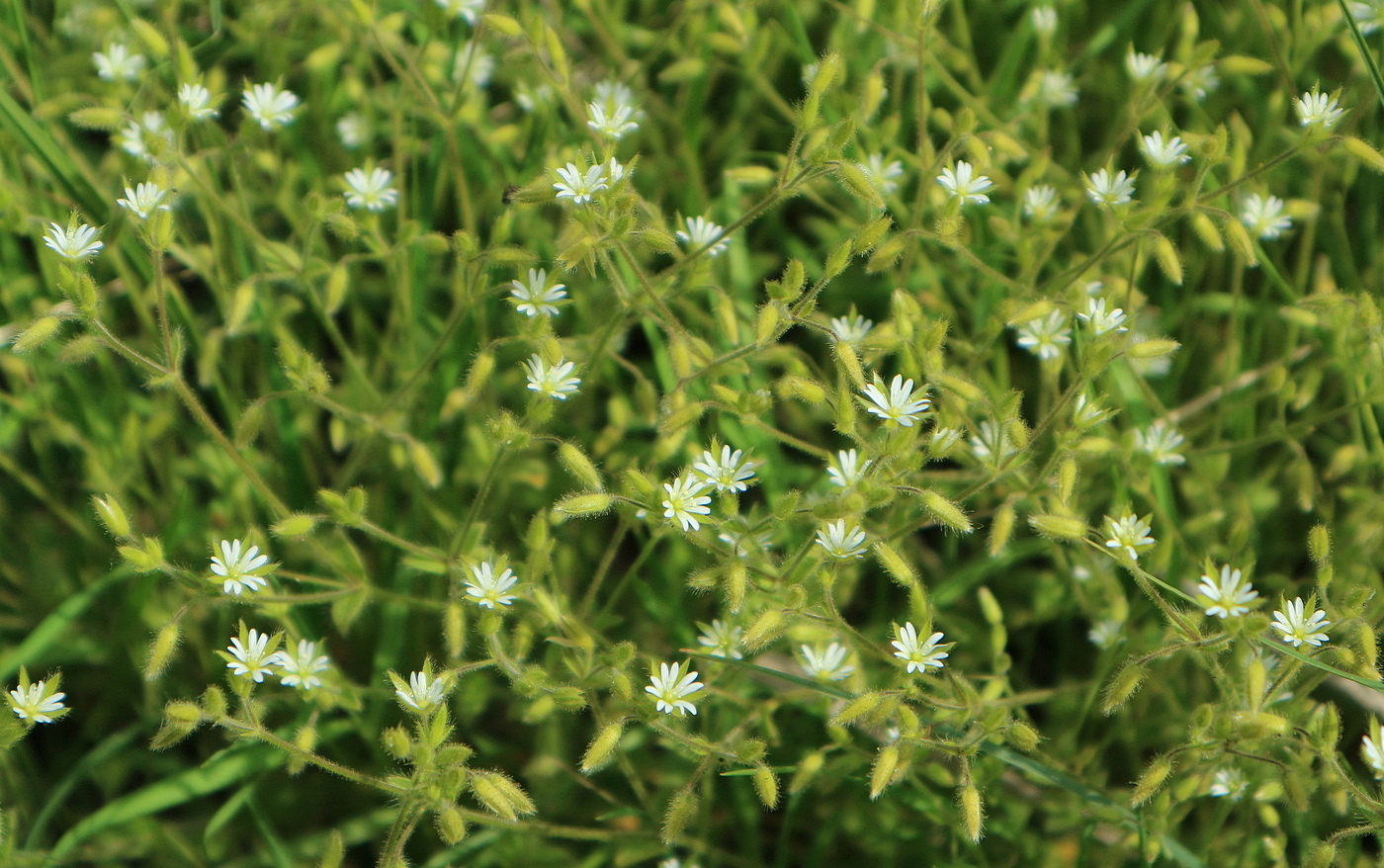 Image of Cerastium brachypetalum ssp. tauricum specimen.