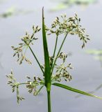 Scirpus radicans