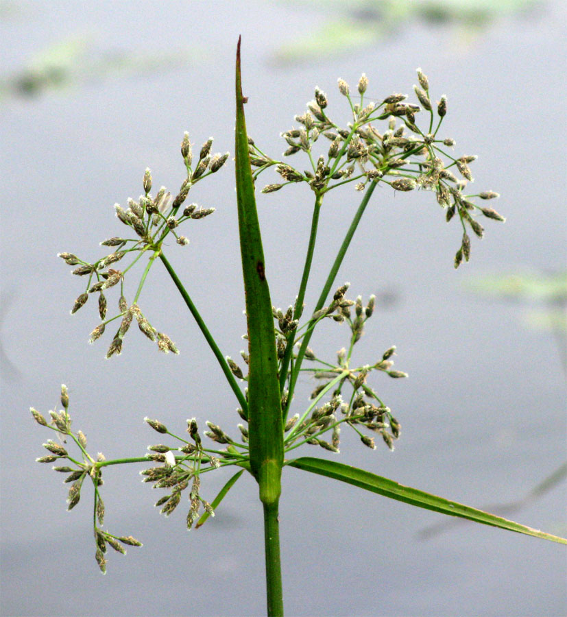 Image of Scirpus radicans specimen.