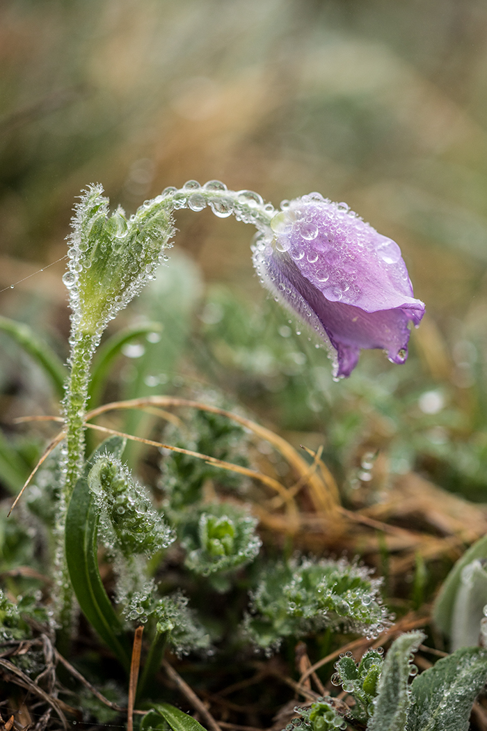 Изображение особи Pulsatilla violacea.