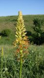 Eremurus spectabilis. Соцветие. Ростовская обл., Октябрьский р-н, окр. слободы Красюковская, Персиановская степь, степной склон балки юго-восточной экспозиции. 06.05.2024.