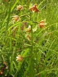 Epipactis thunbergii. Соцветие. Приморье, Хасанский р-н, 7 км Ю-В пос. Гвоздево, берег оз. Карасье. 16 июля 2004 г.