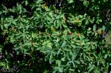 Lonicera tatarica