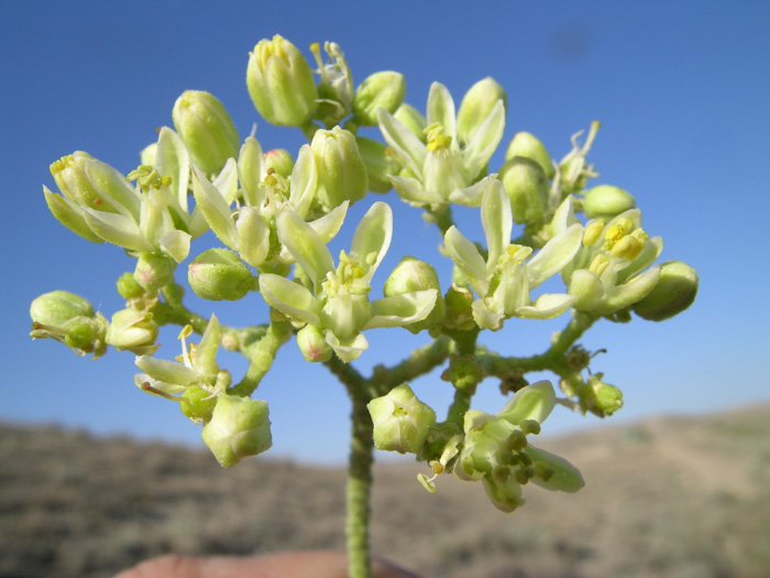 Image of Haplophyllum robustum specimen.