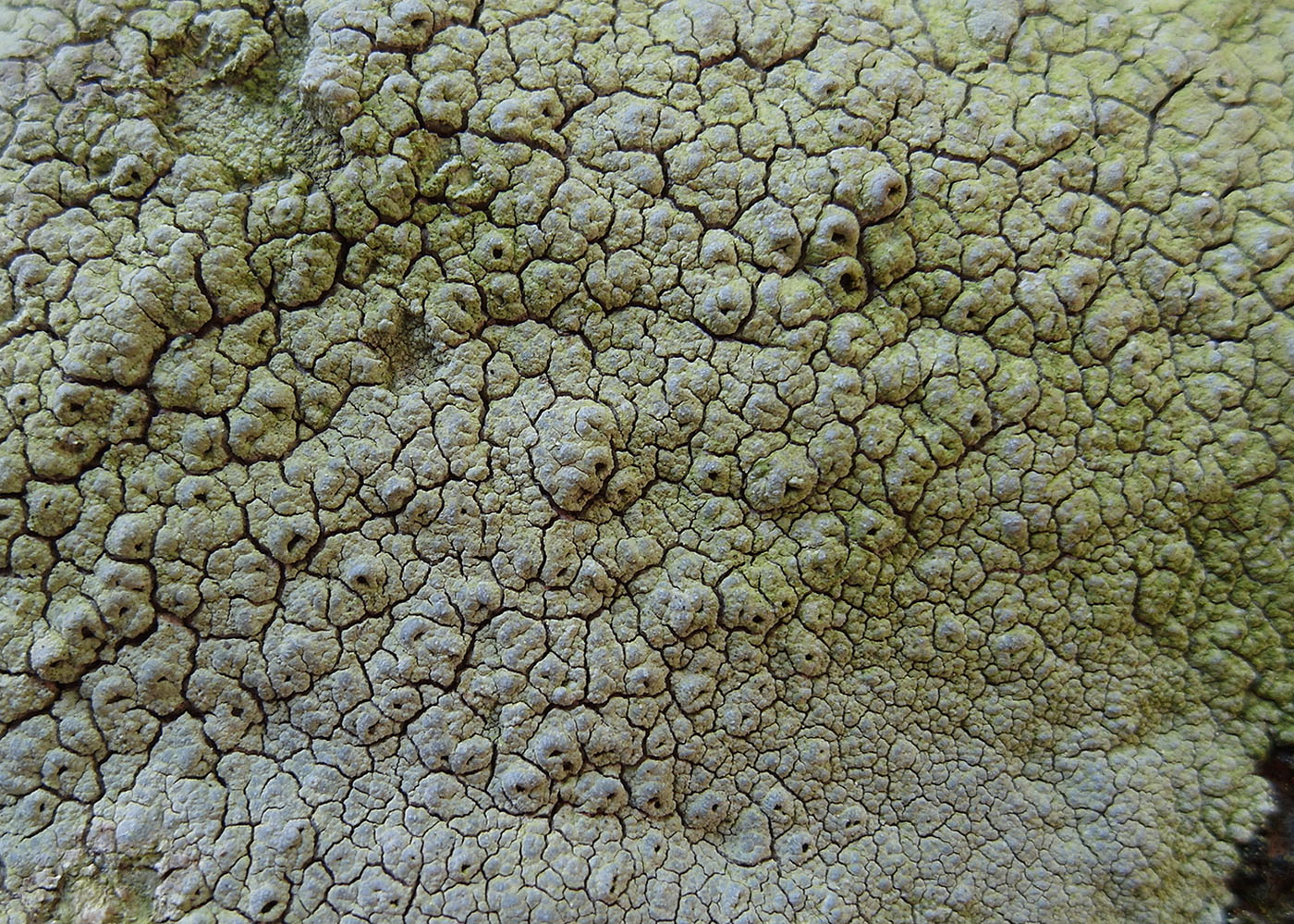 Image of Diploschistes scruposus specimen.