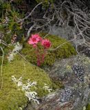 Sempervivum arachnoideum