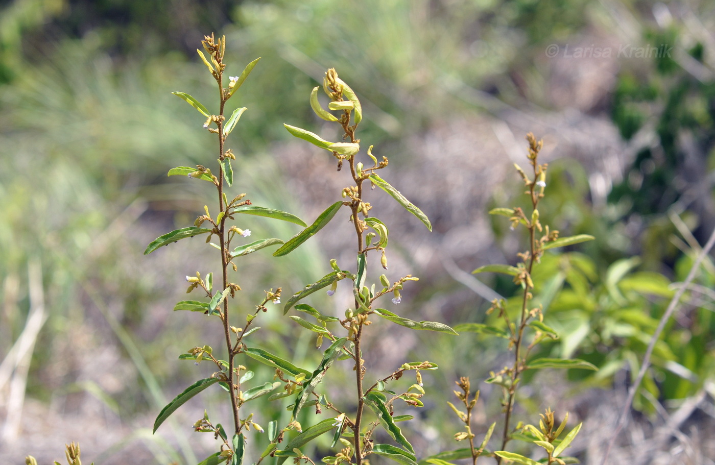 Изображение особи Helicteres angustifolia.