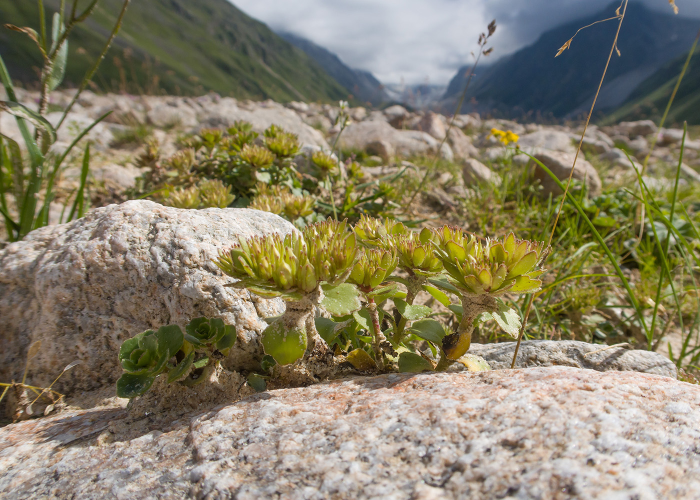 Image of Sedum oppositifolium specimen.
