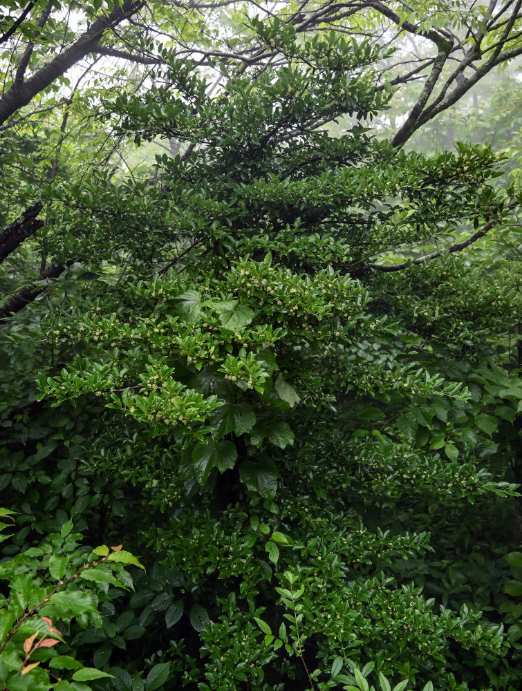 Изображение особи Euonymus japonicus.