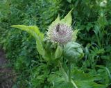 Cirsium oleraceum
