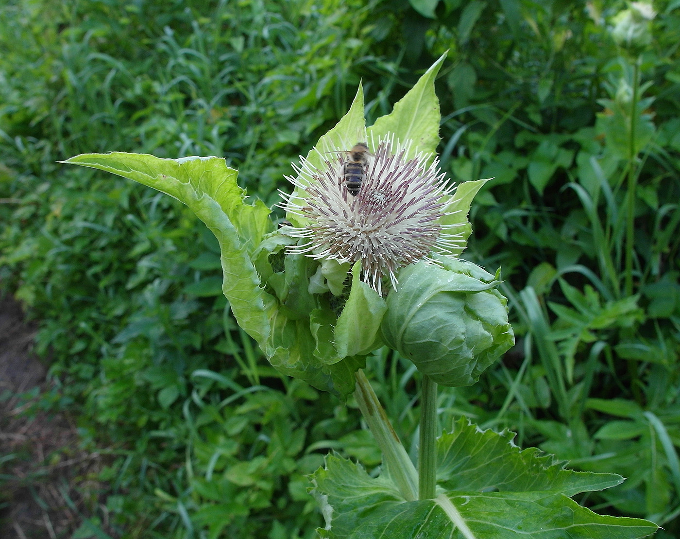 Изображение особи Cirsium oleraceum.