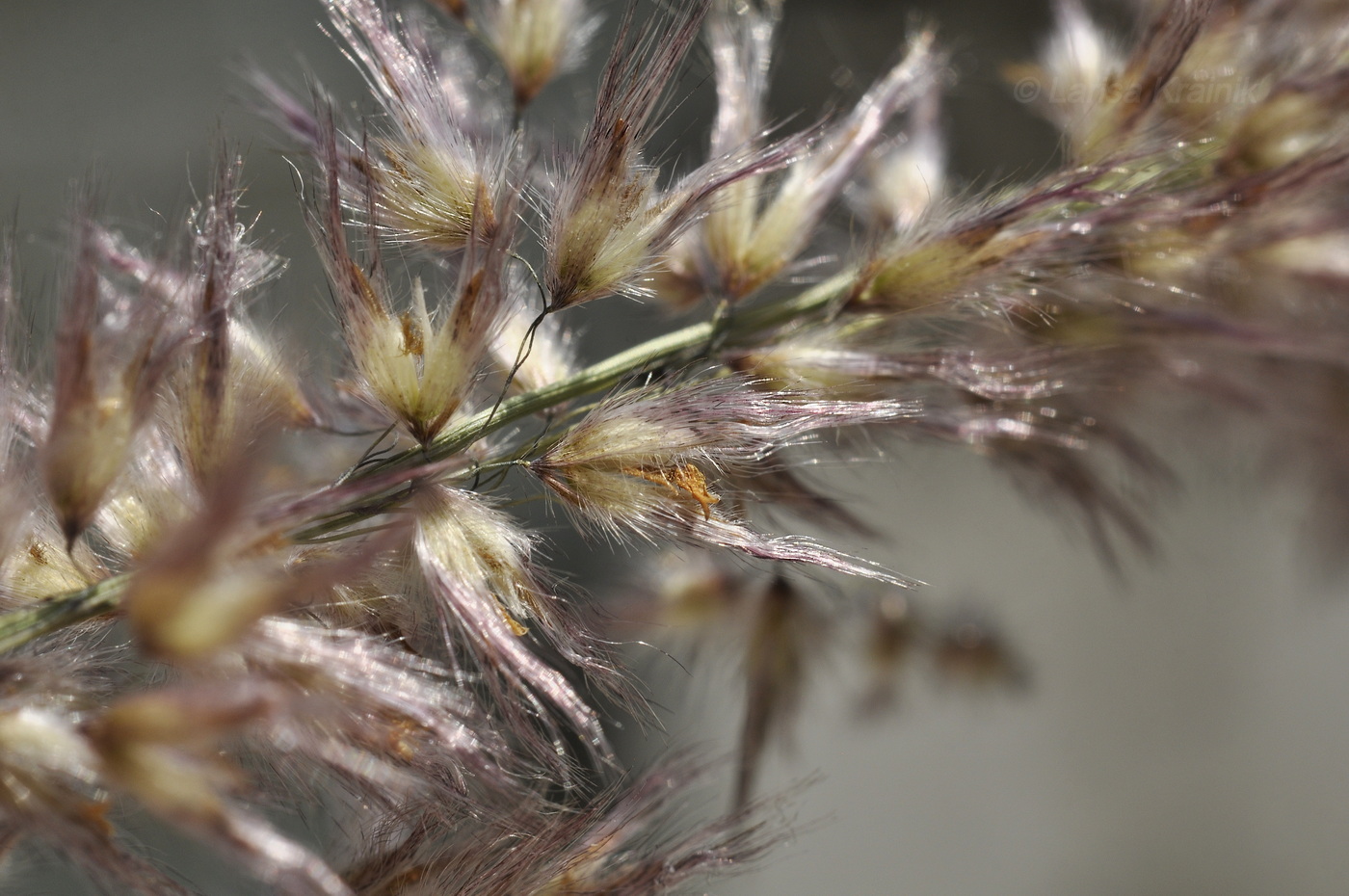 Image of Melinis repens specimen.