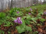 Cardamine glanduligera