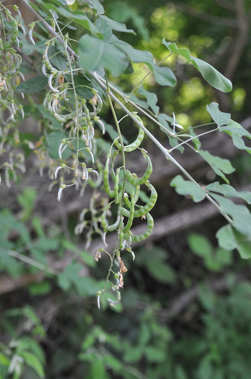 Изображение особи Laburnum anagyroides.