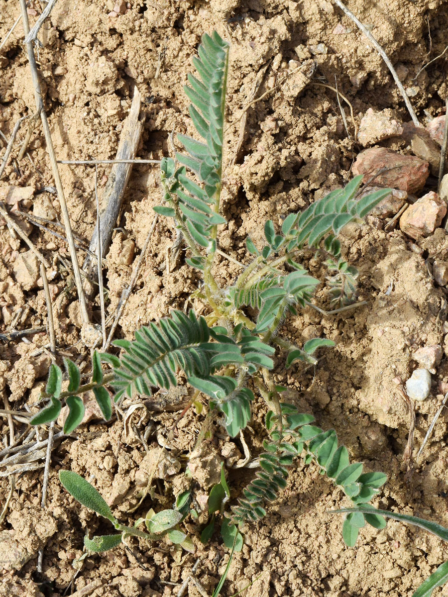 Image of Astragalus atrovinosus specimen.