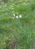 Lathyrus pannonicus