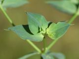 Euphorbia falcata