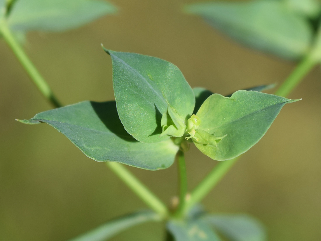 Image of Euphorbia falcata specimen.