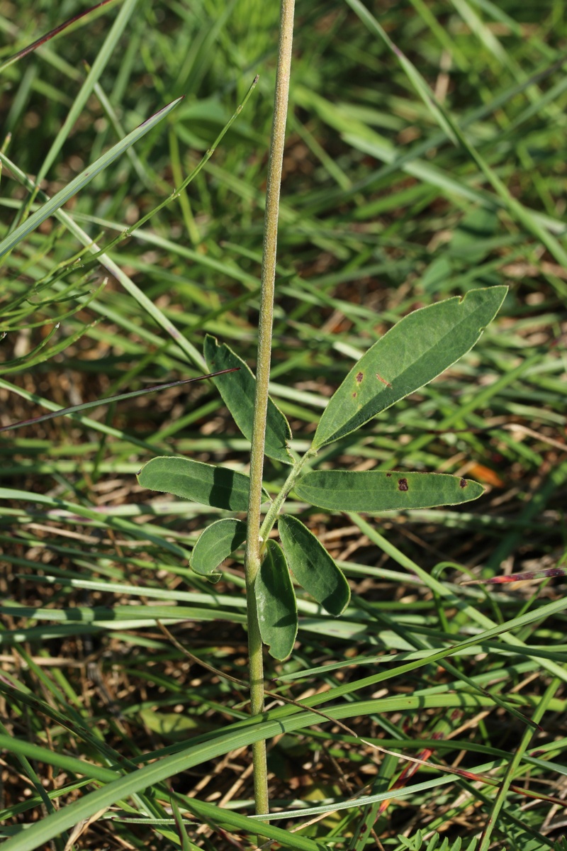 Изображение особи Anthyllis vulneraria.