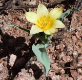 Tulipa dubia