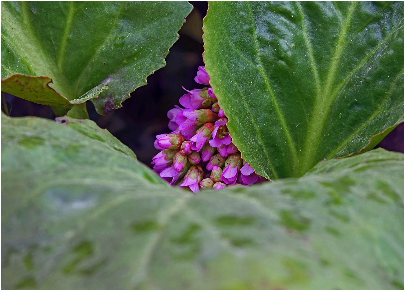 Image of Bergenia crassifolia specimen.