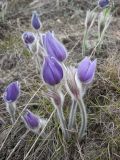 Pulsatilla grandis