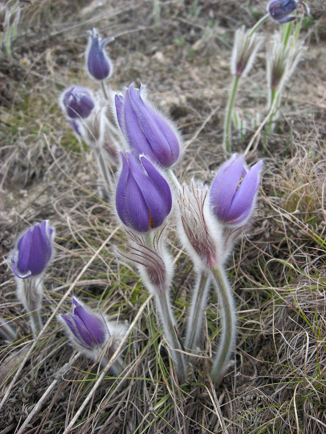 Изображение особи Pulsatilla grandis.