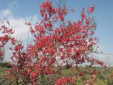 Calligonum × macrocarpum. Ветви с плодами. Южный Казахстан, Жамбылская обл., окр. с. Акыртобе; южная часть песков Мойынкум, полузакреплённые пески. 18 мая 2025 г.