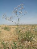 Gypsophila paniculata. Побег с соцветиями. Казахстан, Жамбылская обл., Жамбылский р-н; правый берег р. Аса, вершина бархана Кумтиын, участок степи на песках. 25 мая 2025 г.
