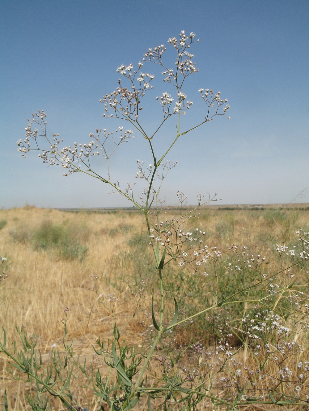 Image of Gypsophila paniculata specimen.